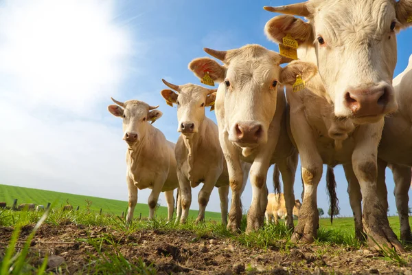 Manada Curiosas Vacas Alemanas Blancas Paradas Prado Verde —  Fotos de Stock