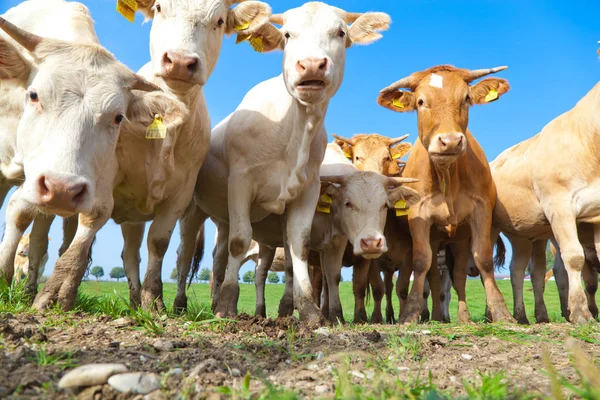 Manada Curiosas Vacas Alemanas Blancas Paradas Prado Verde —  Fotos de Stock