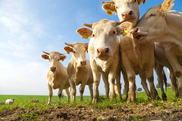 Manada Curiosas Vacas Alemanas Blancas Paradas Prado Verde — Foto de Stock