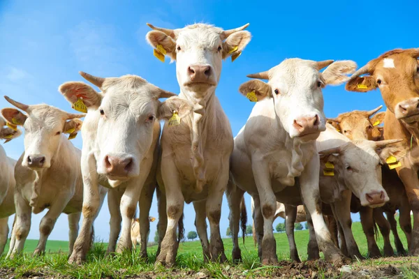 Manada Curiosas Vacas Alemanas Blancas Paradas Prado Verde —  Fotos de Stock