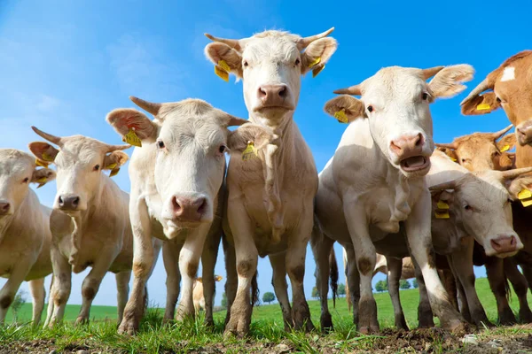 Manada Curiosas Vacas Alemanas Blancas Paradas Prado Verde —  Fotos de Stock