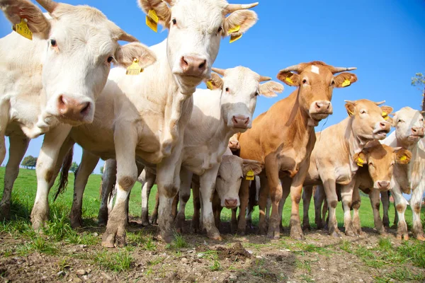 Troupeau Curieuses Vaches Allemandes Blanches Debout Sur Une Prairie Verte — Photo