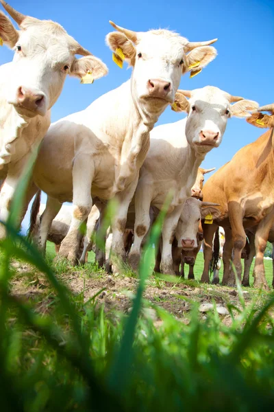 Manada Curiosas Vacas Alemanas Blancas Paradas Prado Verde — Foto de Stock