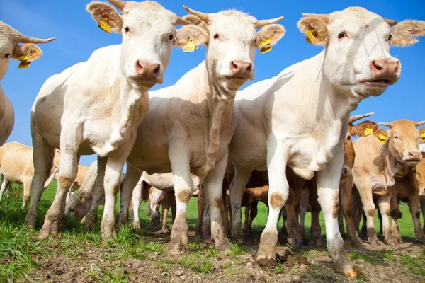 Manada Curiosas Vacas Alemanas Blancas Paradas Prado Verde —  Fotos de Stock