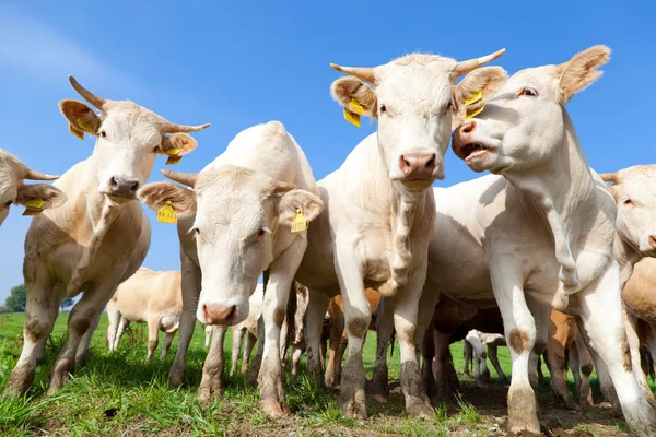 Manada Curiosas Vacas Alemanas Blancas Paradas Prado Verde —  Fotos de Stock