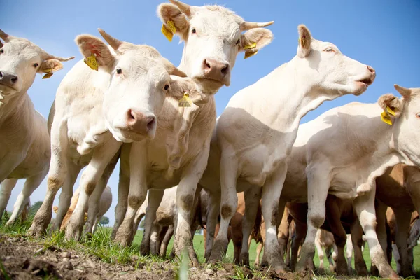 成群结队的好奇的白色德国奶牛站在一片绿色的草地上 — 图库照片