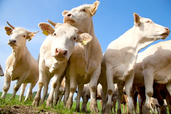 Troupeau Curieuses Vaches Allemandes Blanches Debout Sur Une Prairie Verte — Photo