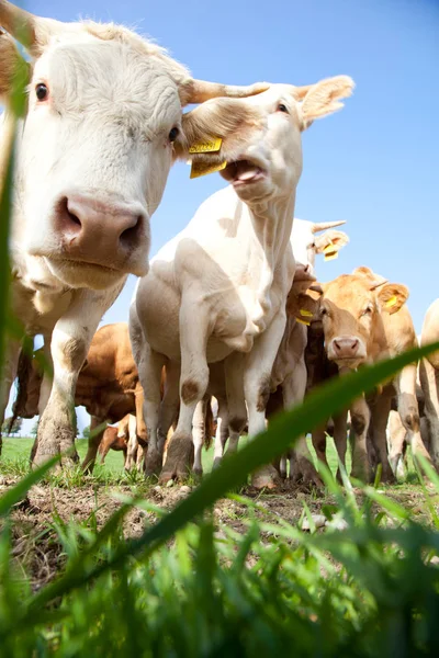 Besättningen Nyfikna Snygga Vita Tyska Kor Stående Grön Äng — Stockfoto