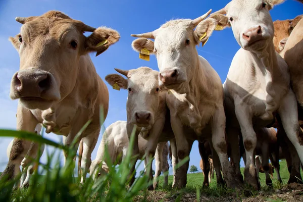 Manada Curiosas Vacas Alemanas Blancas Paradas Prado Verde —  Fotos de Stock