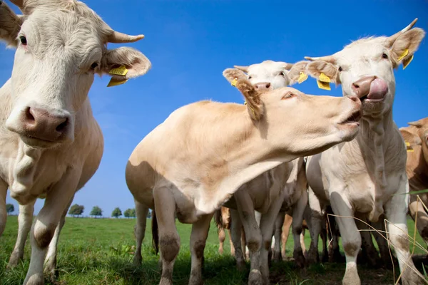 Besättningen Nyfikna Snygga Vita Tyska Kor Stående Grön Äng — Stockfoto