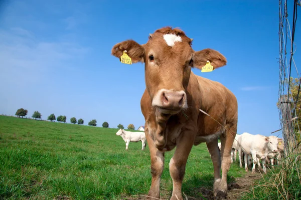 Herd Curious Looking White German Cows Standing Green Meadow — Stock Photo, Image