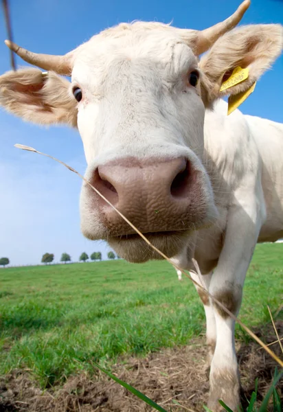 Close View Cute Funny Cow Standing Green Meadow Looking Camera — 스톡 사진