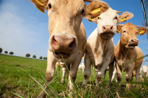 Besättningen Nyfikna Snygga Vita Tyska Kor Stående Grön Äng — Stockfoto