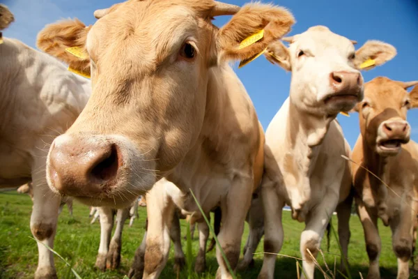 成群结队的好奇的白色德国奶牛站在一片绿色的草地上 — 图库照片