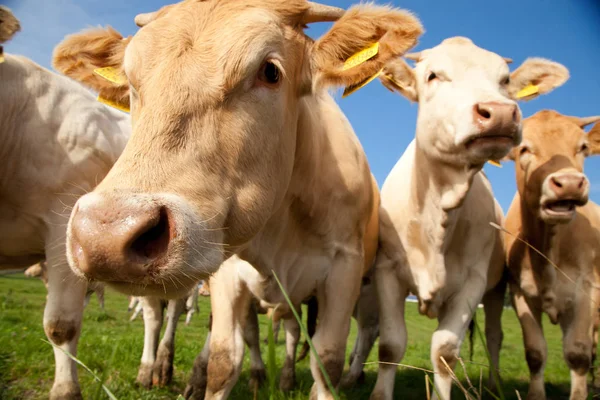 Troupeau Curieuses Vaches Allemandes Blanches Debout Sur Une Prairie Verte — Photo