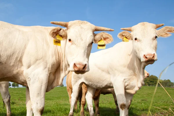 Manada Curiosas Vacas Alemanas Blancas Paradas Prado Verde —  Fotos de Stock