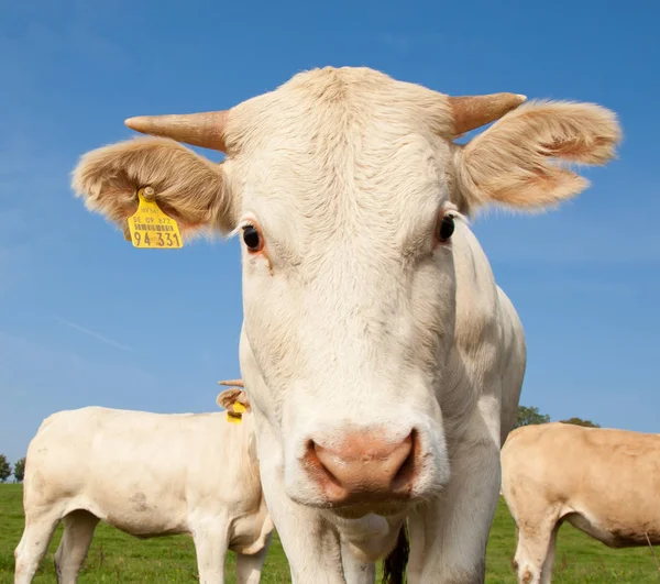 Herd Curious Looking White German Cows Standing Green Meadow — Stock Photo, Image