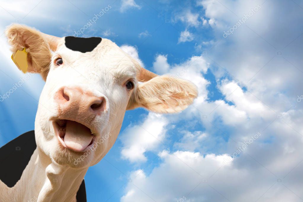 close-up view of cute funny cow with tongue out looking at camera against blue sky  