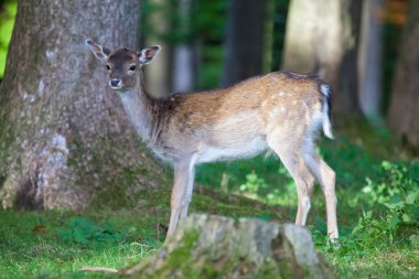 Genç Roe geyiği sabahın erken saatlerinde 