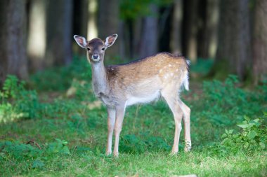 Genç Roe geyiği sabahın erken saatlerinde 