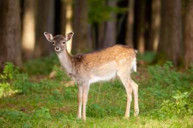 Cute little dappled deer in summer forest clipart