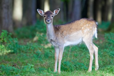 Şirin küçük yaz ormandaki geyik benekli