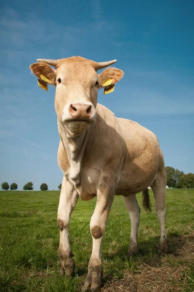 緑の牧草地の上に茶色の牛立って — ストック写真