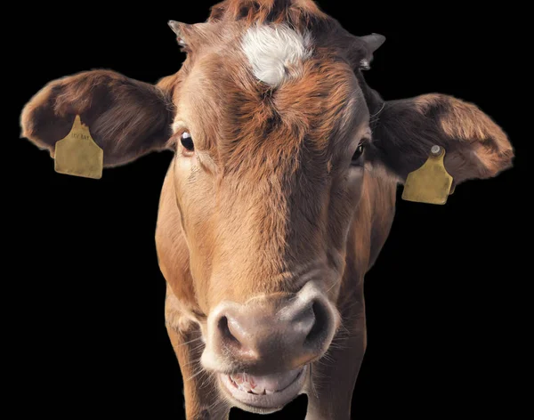 Siyah arka planda izole edilmiş kameraya bakan sevimli komik ineğin yakın görüntüsü 