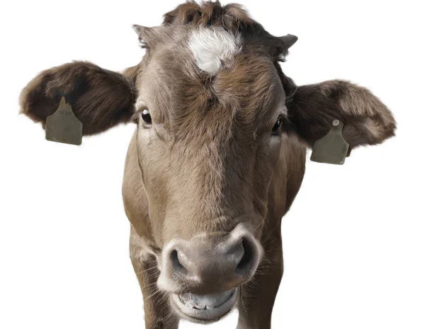 Close View Cute Funny Cow Looking Camera Isolated White Background — Stock Photo, Image