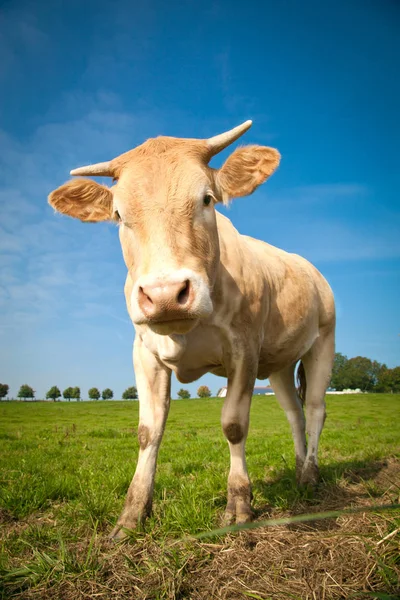 Браун Корова Стоячи Зелені Пасовища — стокове фото