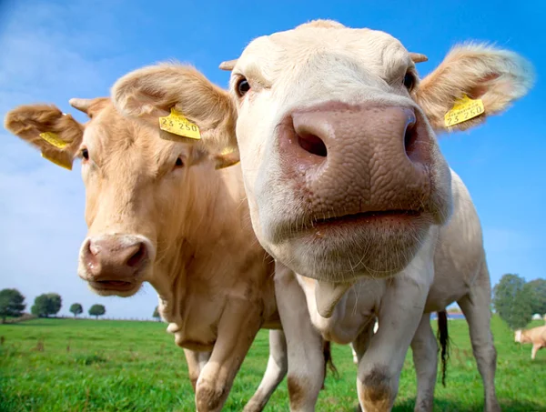 Vista Cerca Vacas Divertidas Lindo Mirando Cámara Contra Cielo Azul — Foto de Stock