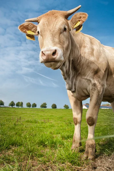 Brown cow standing on green pasture