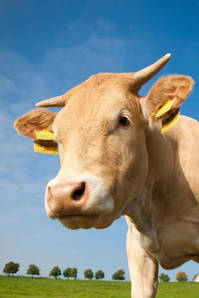 close-up view of cute funny cow looking at camera against blue sky