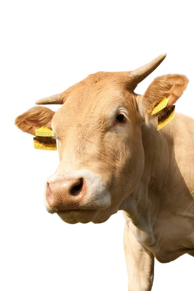 Close View Cute Funny Cow Looking Camera Isolated White — 스톡 사진