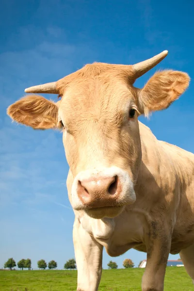 Close View Cute Funny Cow Looking Camera Blue Sky — 스톡 사진