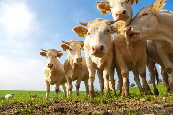 Manada Curiosas Vacas Alemanas Blancas Paradas Prado Verde —  Fotos de Stock