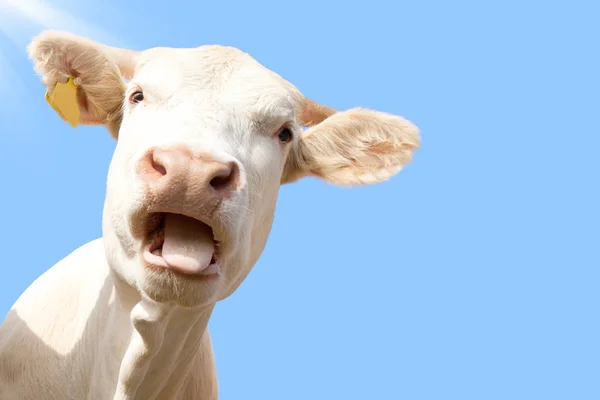 青空に対して口を開けて変な牛 — ストック写真