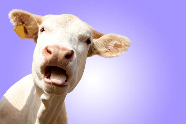 Close View Cute Funny Cow Looking Camera Blue Sky — 스톡 사진