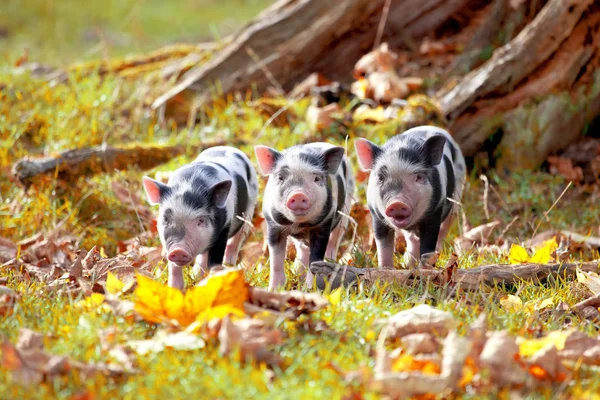 Cute Little Spotty Piglets Meadow Colorful Autumnal Leaves — Stock Photo, Image