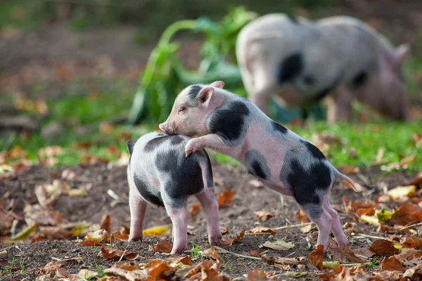 Schattige Kleine Vlekkerige Biggen Weide Met Kleurrijke Herfst Bladeren — Stockfoto