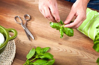 Bir fesleğen bitki yaprakları holding eller