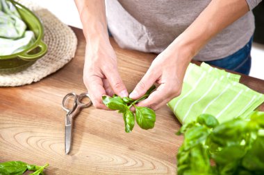 Bir fesleğen bitki yaprakları holding eller