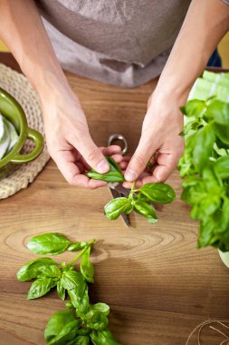 Bir fesleğen bitki yaprakları holding eller