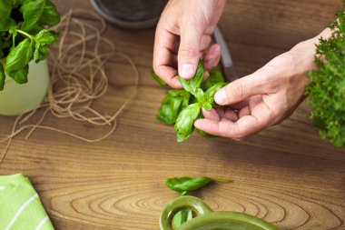 Bir fesleğen bitki yaprakları holding eller