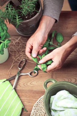 Bir fesleğen bitki yaprakları holding eller