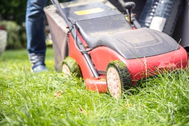 Summer and spring season. Man mowing lawn in the garden during sunny   clipart