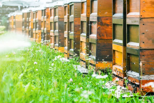 Row Bee Hives Bees Garden — Stock Photo, Image
