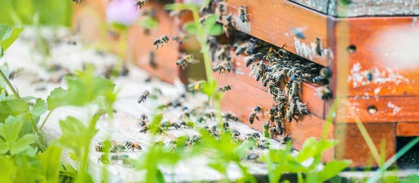 Row Bee Hives Bees Garden — Stock Photo, Image