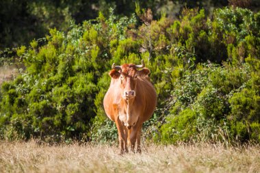 Kahverengi ineğin çayırda dikilip kameraya baktığı uzun bir manzara.