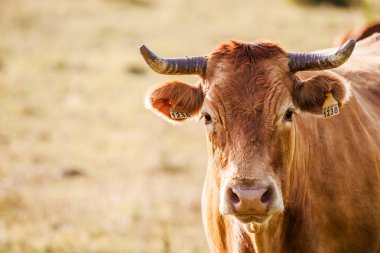 Çayırda dikilip kameraya bakan bir ineğin yakın çekimi.
